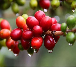  TT c&agrave; ph&ecirc; ng&agrave;y 05/4: C&aacute;c tỉnh lại mất mốc 32.000 đồng/kg trừ Đắk Lăk