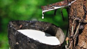 Giá cao su hôm 19/10: Thế giới biến động trái chiều