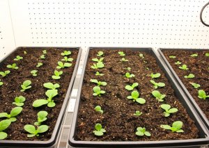 Tiến gần hơn đến việc ph&aacute;t triển c&aacute;c loại c&acirc;y ngũ cốc cố định đạm