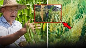Trung Quốc tạo ra kỳ t&iacute;ch trong lĩnh vực nu&ocirc;i sống nửa thế giới: Dự &aacute;n &ldquo;hạt phượng ho&agrave;ng&rdquo; k&eacute;o d&agrave;i 40 năm