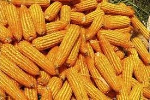 Thị trường TĂCN thế giới ngày 29/4/2020: Giá ngô tăng lần đầu tiên trong 4 phiên