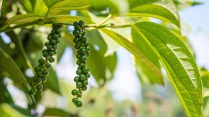 Gi&aacute; ti&ecirc;u h&ocirc;m 23/1: Trong nước đồng loạt tăng