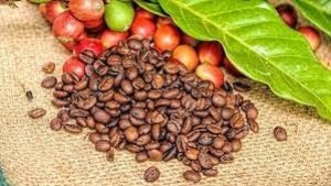 Gi&aacute; c&agrave; ph&ecirc; h&ocirc;m 24/2: Tiếp đ&agrave; đi l&ecirc;n, gi&aacute; ti&ecirc;u tăng 500 đồng/kg