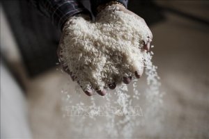 N&ocirc;ng sản thế giới tuần qua: Gi&aacute; gạo Ấn Độ xuống mức thấp nhất 3 th&aacute;ng