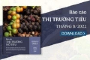 Thị trường hồ tiêu tháng 8/2022: Đối mặt với nhiều khó khăn, giá tiêu tiếp tục lao dốc