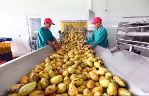 Li&ecirc;n kết chuỗi gi&aacute; trị n&ocirc;ng sản: Cơ hội ghi dấu ấn tr&ecirc;n thị trường to&agrave;n cầu