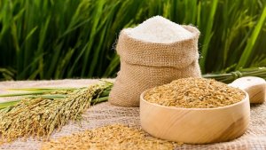 Gi&aacute; l&uacute;a gạo h&ocirc;m nay 12/3: L&uacute;a Đ&ocirc;ng Xu&acirc;n h&uacute;t h&agrave;ng, nguồn nhiều