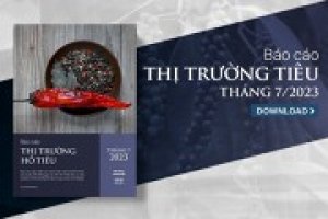 Thị trường hồ ti&ecirc;u th&aacute;ng 7/2023: Gi&aacute; ti&ecirc;u được kỳ vọng sẽ khởi sắc hơn trong những th&aacute;ng cuối năm