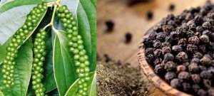 Giá hạt tiêu xuất khẩu giảm sâu, triển vọng kém lạc quan