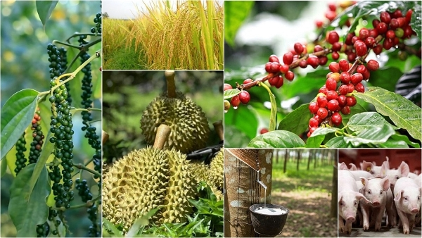 Hệ thống truy xuất nguồn gốc: Nền tảng minh bạch và sức bật cho nông sản Việt