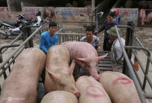 Dự b&aacute;o gi&aacute; heo hơi ng&agrave;y 16/4, xu hướng tăng tiếp diễn ở một v&agrave;i nơi?