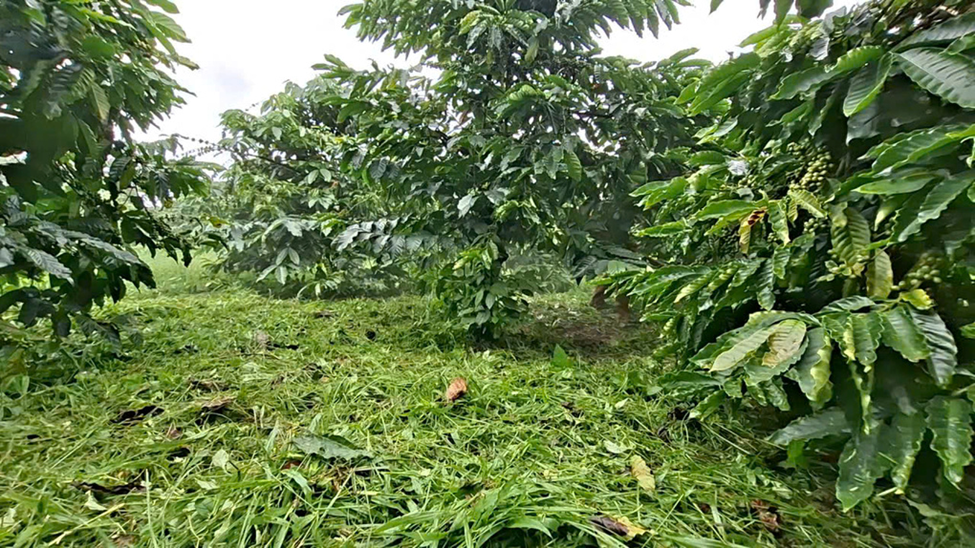 Hiệu quả trồng c&agrave; ph&ecirc; tăng nhờ b&oacute;n ph&acirc;n cho... cỏ dại