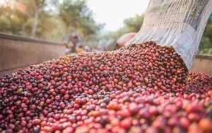 Tại sao giá cà phê thế giới vẫn cao bất chấp lo ngại về suy thoái kinh tế