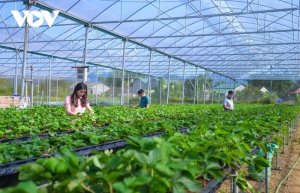 Hợp t&aacute;c x&atilde; n&ocirc;ng nghiệp kh&oacute; tiếp cận nguồn vốn ng&acirc;n h&agrave;ng