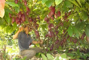 Nghiên cứu tưới nước và kỹ thuật tỉa cành thích hợp cho cây ca cao