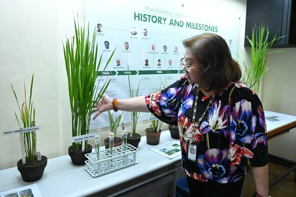 IRRI ưu ti&ecirc;n chọn tạo c&aacute;c giống l&uacute;a kh&aacute;ng bệnh 