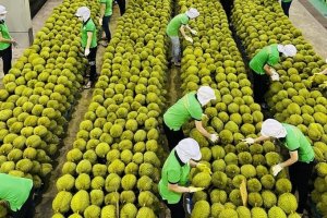 Xuất khẩu rau quả Việt Nam đạt gần 2 tỷ USD từ đầu năm