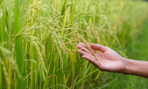 Đột ph&aacute; về vi khuẩn c&oacute; thể dẫn đến l&uacute;a kh&aacute;ng bệnh