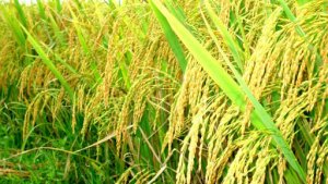 X&acirc;y dựng phương ph&aacute;p x&aacute;c định locus gen phục vụ cho c&ocirc;ng t&aacute;c thử nghiệm v&agrave; gi&aacute;m định gen ở c&acirc;y l&uacute;a theo ti&ecirc;u chuẩn ISO/IEC 17025:2017