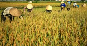 Giá lúa gạo hôm 23/10/2024: Trong nước ổn định, gạo xuất khẩu của Việt Nam ở mức cao nhất châu Á