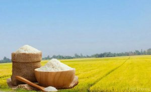 Gi&aacute; l&uacute;a gạo h&ocirc;m ng&agrave;y 14/5: Biến động tr&aacute;i chiều