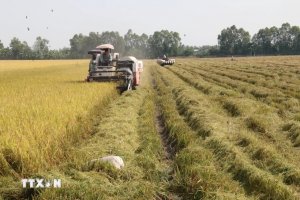 Gi&aacute; l&uacute;a v&agrave; gạo ở khu vực Đồng bằng s&ocirc;ng Cửu Long tuần qua đều tăng 