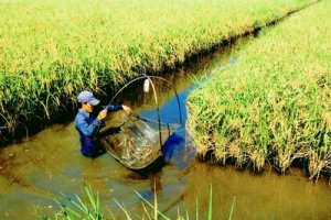 Yếu tố ảnh hưởng đến quyết định tham gia sản xuất lúa hữu cơ trong hệ thống canh tác lúa - tôm tại tỉnh Trà Vinh