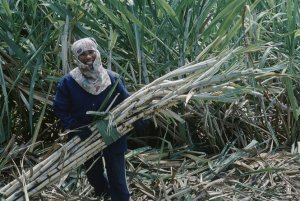M&iacute;a đường Việt Nam "so găng" ASEAN