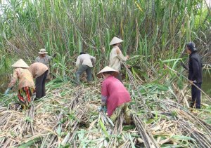 Ph&acirc;n chia lợi nhuận bất hợp l&yacute; trong chuỗi sản xuất m&iacute;a đường