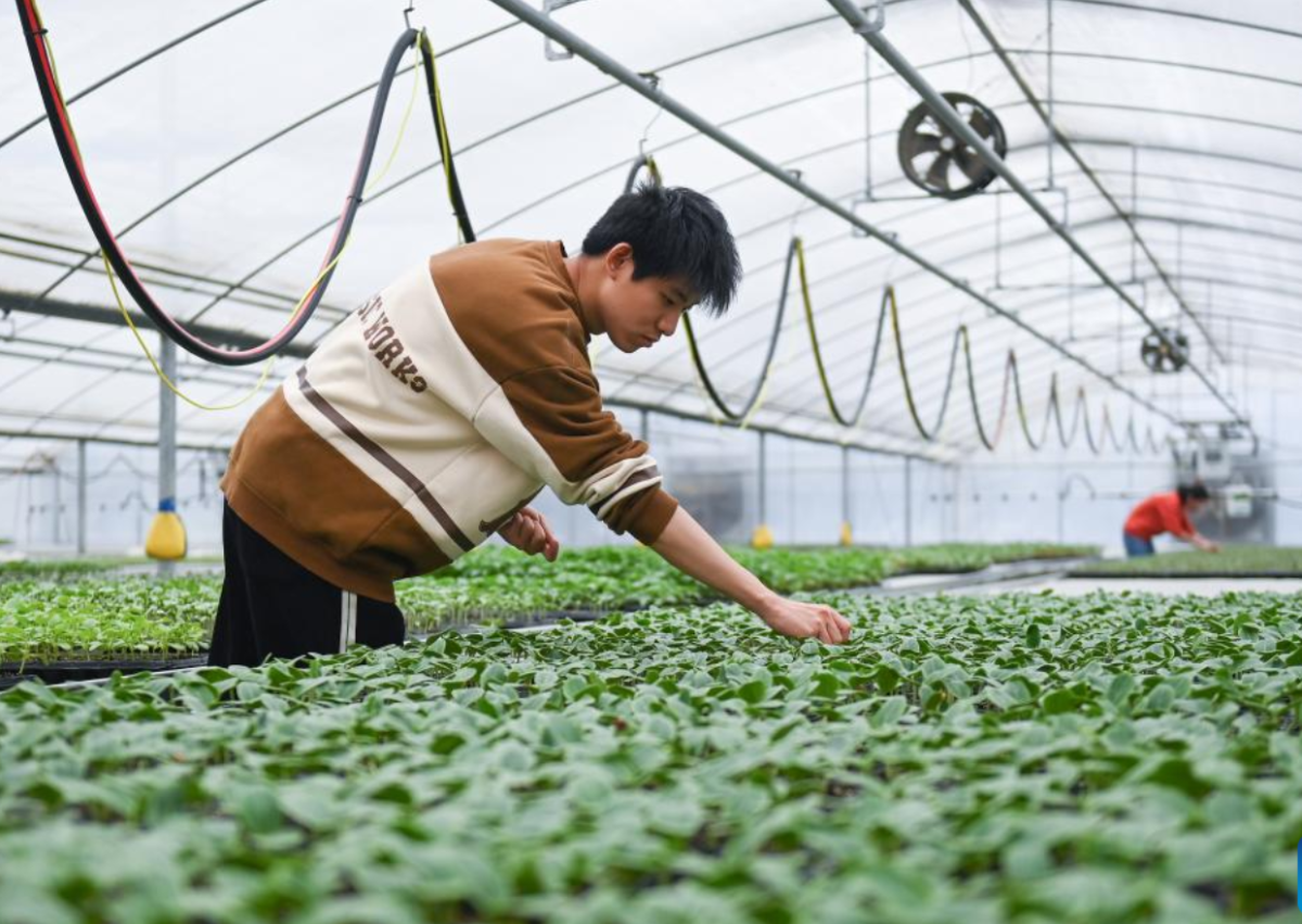 M&ocirc; h&igrave;nh n&ocirc;ng nghiệp xanh Trung Quốc v&agrave; những gợi mở cho Việt Nam
