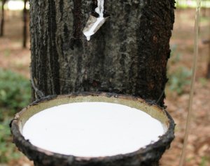 Gi&aacute; cao su xuất khẩu tăng mạnh 