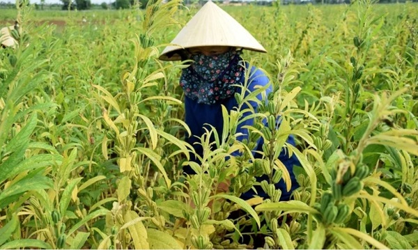 N&acirc;ng cao năng suất v&agrave; tăng cường chuỗi gi&aacute; trị vừng tại Việt Nam