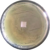 Nghi&ecirc;n cứu c&ocirc;ng nghệ chế tạo polyme blend kh&aacute;ng khuẩn sử dụng polyguanidine ứng dụng trong bảo quản n&ocirc;ng sản