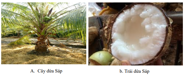 Nghi&ecirc;n cứu nh&acirc;n gi&ocirc;́ng dừa bằng c&ocirc;ng nghệ nu&ocirc;i cấy m&ocirc; tế b&agrave;o v&agrave; kỹ thuật th&acirc;m canh dừa trồng giống nu&ocirc;i cấy m&ocirc;