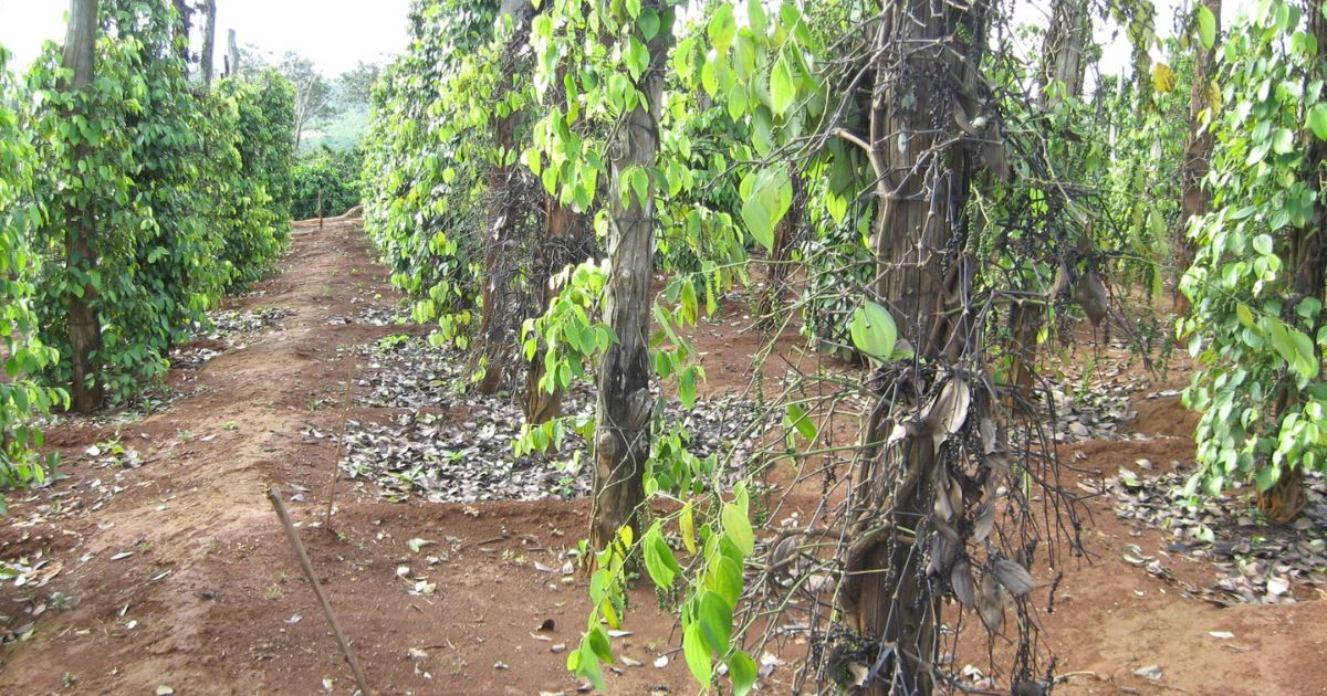 Nghi&ecirc;n cứu tuyển chọn vật liệu giống hồ ti&ecirc;u (Piper nigrum L.) kh&aacute;ng nấm Phytophthora spp. từ c&acirc;y giao phấn tự do