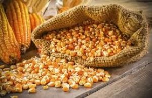 Thị trường TĂCN thế giới ng&agrave;y 29/6/2020: Gi&aacute; ng&ocirc; tăng từ mức thấp nhất 6 tuần