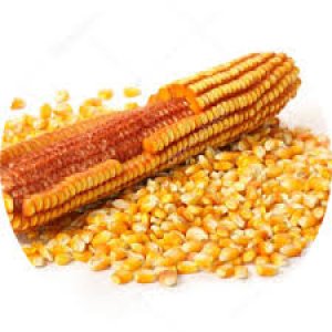 USDA: Dự báo cung cầu ngô thế giới niên vụ 2020/21