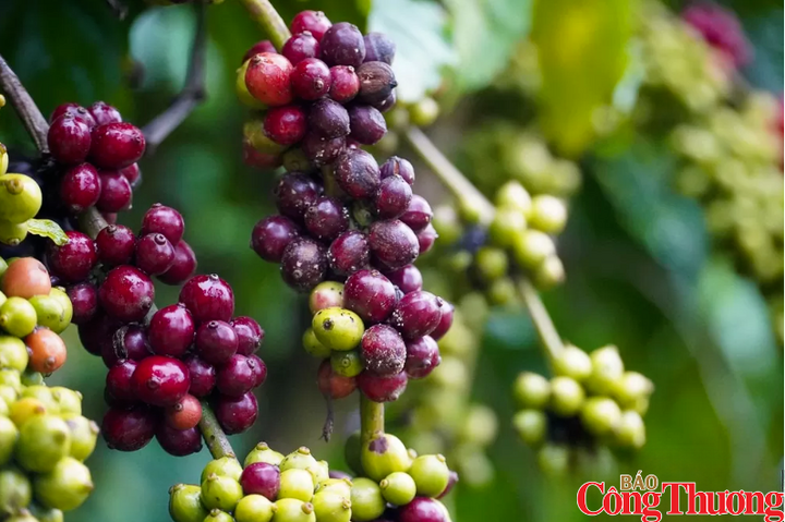 Nguồn cung thắt chặt đẩy gi&aacute; c&agrave; ph&ecirc; thế giới đồng loạt tăng mạnh