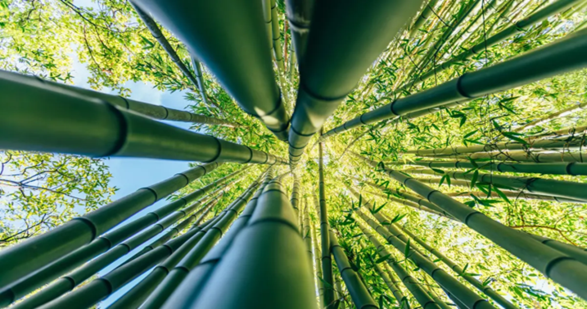 Nhựa sinh học từ tre có độ bền vượt trội và phân hủy sinh học trong vòng 50 ngày