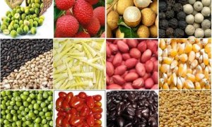 Kim ngạch xuất khẩu nhiều mặt h&agrave;ng n&ocirc;ng sản tăng kỷ lục