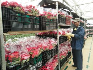 Hướng tới nền nông nghiệp hiện đại, hội nhập quốc tế