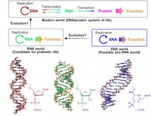 Nguồn gốc sự sống c&oacute; thể bắt đầu với c&aacute;c ph&acirc;n tử giống DNA