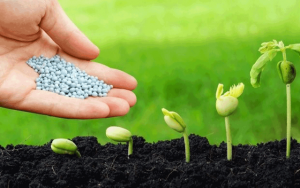 Ph&acirc;n b&oacute;n nhập khẩu từ Trung Quốc 5 th&aacute;ng năm 2021 tăng tr&ecirc;n 30%