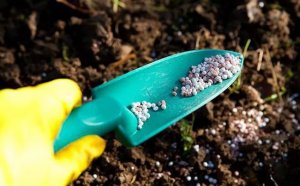Gi&aacute; ph&acirc;n b&oacute;n sẽ biến động ra sao thời gian tới? 