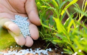Gi&aacute; ph&acirc;n b&oacute;n vẫn tiếp tục tăng