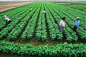 Phát huy vai trò của hợp tác xã trong kỷ nguyên vươn mình của dân tộc
