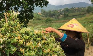 Ba giai đoạn biến c&acirc;y thuốc th&agrave;nh tiền