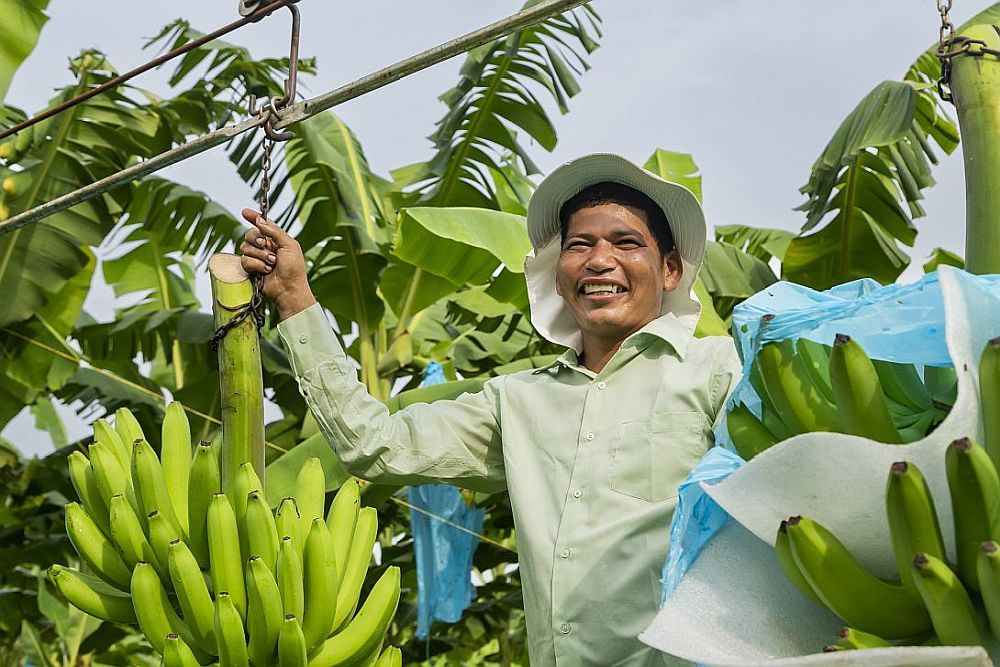 Phillippines: Ch&iacute;nh s&aacute;ch mở đường thương mại h&oacute;a c&acirc;y trồng chỉnh sửa gen 