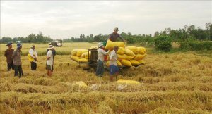 Thị trường n&ocirc;ng sản tuần qua: Gi&aacute; ti&ecirc;u đồng loạt tăng 