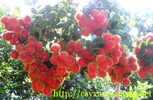 Ứng dụng kỹ thuật AHP v&agrave; GIS để đ&aacute;nh gi&aacute; v&ugrave;ng th&iacute;ch hợp trồng ch&ocirc;m ch&ocirc;m theo ti&ecirc;u chuẩn Vvietgap khu vực Long Kh&aacute;nh, tỉnh Đồng Nai